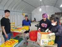 수확·포장 분주한 손길…외국인 계절근로자 구슬땀