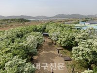 달성군 옥포읍 이팝나무 군락지에 눈꽃이 피어올라