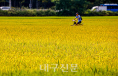 벼 익는 들녘