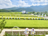 [2023 경상북도 마을이야기] 칠곡 학수고대 마을...사람이 돌아오길 학수고대 人文을 꽃피우다