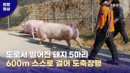 도로서 떨어진 돼지 5마리, 걸어서 도축장행