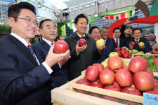 안동, 고품질 꼭지사과로 수도권 소비자 입맛 공략