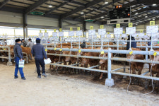 울진 전자경매 가축시장 올해 첫 경매·개장식