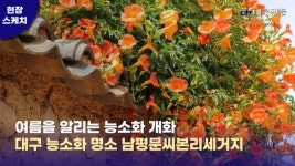 [현장스케치] 여름을 알리는 능소화…대구 능소화 명소 남평문씨본리세거지