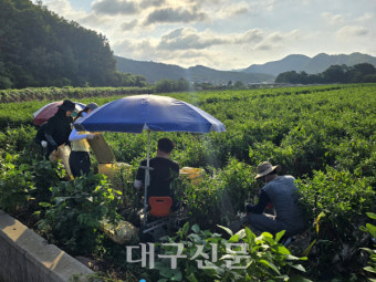 영양군 입암면, 농촌일손돕기에 구슬땀