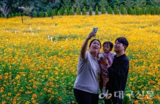 코스모스로 물드는 가을