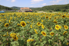 [2025 경상북도 문화 마을이야기] 경주 암곡마을-철마다 다른 매력 뽐내는 古都 경주의 숨은 보석