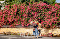 신숭겸 장군 유적지 물들인 배롱나무 꽃