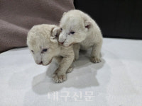 대구 수성구 지하 동물원에서 보금자리 옮긴 백사자 부부, 새 생명 출산