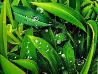 [대구갤러리] 풀잎 이야기