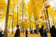 고령 은행나무숲 나들이 성료