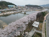 상주시, 왕벚나무 개화···이번 주말 만개 봄 절정