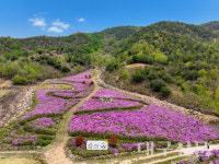 성주군, 분홍빛 산철쭉 명소 성주휴게소 뒤편 추천