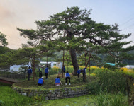 상주 화동면, 낙화담 소나무 환경정비 실시