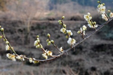 [오지산행기] 남도에서 봄을 보았다 (보성, 순천 - 초암산, 존제산, 오봉산, 제석산)