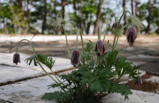 [오지산행기] 봄의 한 가운데에서 (양구/인제, 907봉-개골령-기룡산)