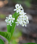 [오지산행기] 산의 봄날은 간다 (평창, 강릉 - 발왕2교→백적산, 발왕산, 조고봉→대림교)