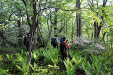 [오지산행기] 산의 봄날은 간다 (평창, 강릉 - 발왕2교→백적산, 발왕산, 조고봉→대림교)