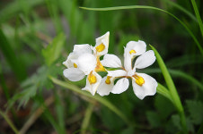 [오지산행기] 산의 봄날은 간다 (평창, 강릉 - 발왕2교→백적산, 발왕산, 조고봉→대림교)