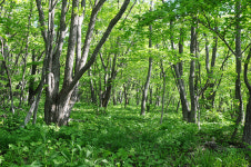[오지산행기] 산의 봄날은 간다 (평창, 강릉 - 발왕2교→백적산, 발왕산, 조고봉→대림교)