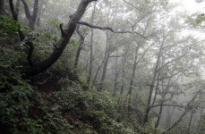 [오지산행기] 폭우, 그래도 우리는 간다 (오대산 변방 무명봉 9좌)