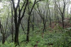 [오지산행기] 땀으로 멱 감고 (화방이→584m, 한강기맥, 대학산, 961m, △935.1m, 896m→가래골)