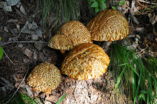 [오지산행기] 설악산 부근 - 용대자연휴양림, 매봉산