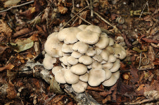 [오지산행기] 설악산 부근 - 용대자연휴양림, 매봉산