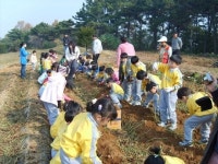 청주평동전통떡 정보화마을로 고구마 캐러오세요