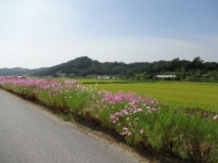 청주 가덕면 인차리~상대리 구간 코스모스 활짝