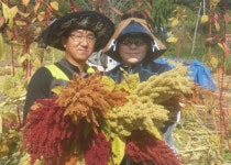 청양에 슈퍼곡물 아마란스 왔어요