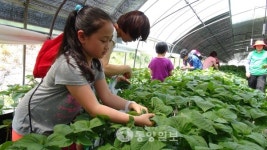 금산·추부 깻잎특구 지정
