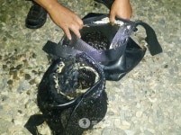 다슬기 씨 마를라… 남한강 불법채취 기승