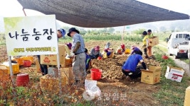 감자 수확하고 이웃 돕고