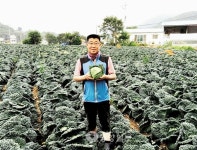제천 효자작물 사보이 양배추