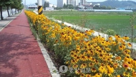 아산 탕정면 삼성로 노란물결