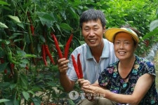 괴산고추축제 품평회에서 불정면 정운경씨 대상 수상