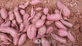 황토서 자라 더 실하고 맛있어요