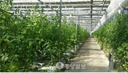 부여군 시설원예 개선사업에 15억원 투입