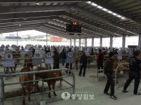 서산 가축경매시장 거래  활기