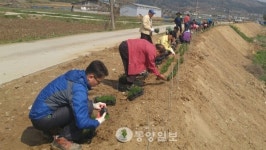 장군면 무궁화 가로수길 조성