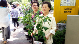 음성군, 수도권에 청결고추 분양… 잘 키워주세요