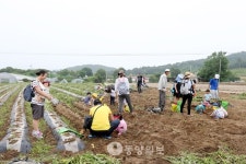 이번 주말 씨알 굵은 감자 캐러 오세요