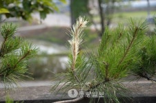 부여 석성면 흰 솔잎 소나무 화제