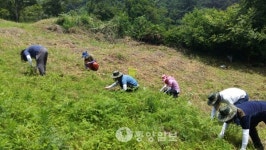 아산시 일손돕기 봉사활동
