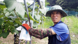 청주동남지구 개발에 고립된 용암포도단지 어찌할꼬
