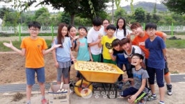 아산 도고온천초 감자 수확