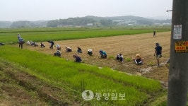 벼 재배부터 농산물 요리까지… 홍성서 리얼 농촌체험