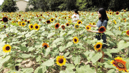 햇빛 쫓아 고개 든 해바라기