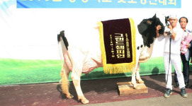 보은 최흥복 농가, 충북 최고 젖소 선정